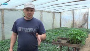 РАССАДА ТОМАТОВ. ПРАВИЛЬНАЯ ПОДГОТОВКА К ВЫСАДКЕ