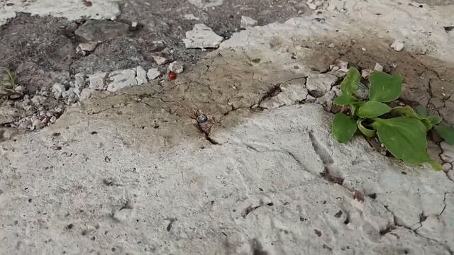 Топор СССР ЗТВ - Завод Труд Вача, с топорищем из термоясеня смотреть онлайн