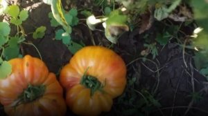 Томат _Ананасный поросёнок _