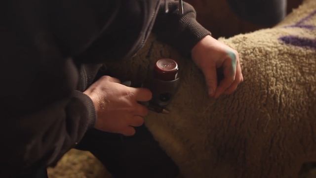 "Проглистовка" овец - важные моменты смотреть онлайн