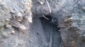 КАК  ПОЙМАТЬ СЛЕПЦА КРОТА 100% НА УЧАСТКЕ !