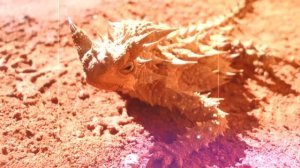 ИНТЕРЕСНЫЕ ФАКТЫ - КОЛЮЧИЙ ДЬЯВОЛ. МОЛОХ