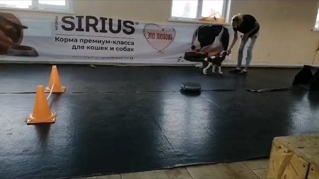 третья дрессировка