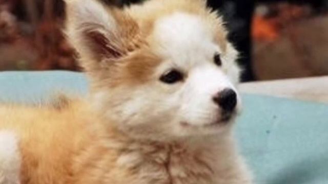 Он думал,что спас обычного щенка с улицы. Но когда она подросла... смотреть онлайн