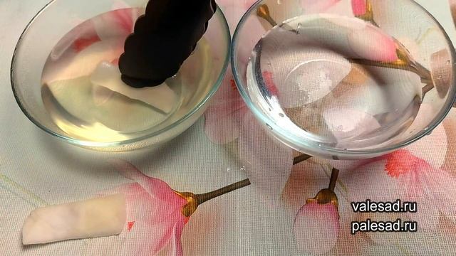 СЕМЕНА ПРОРАСТУТ ЗА НЕСКОЛЬКО ЧАСОВ ПРИ ТАКОМ СПОСОБЕ ПРОРАЩИВАНИЯ! смотреть онлайн