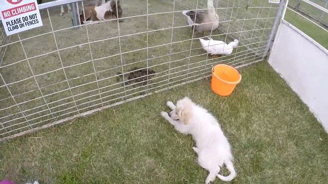 Как отмечают день Канады в деревне / Первый день смотреть онлайн