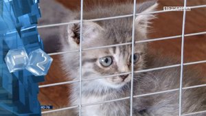 Проблема бездомных кошек и котов остаётся актуальной до сих пор