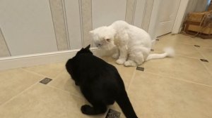 Умора над котами со звуковым шариком.