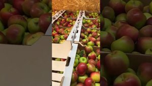 Купить яблоки крупные, красные сортов Гала и Прима урожая 2022 из сада в Краснодаре