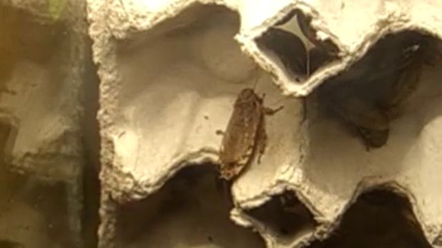 Nauphoeta cinerea`s farm смотреть онлайн