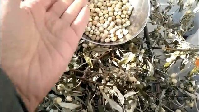 98. ЛОХ - это наша маслина)) полезные, лекарственные свойства. И вкуснота. смотреть онлайн