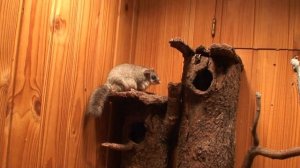 Соня-полчек