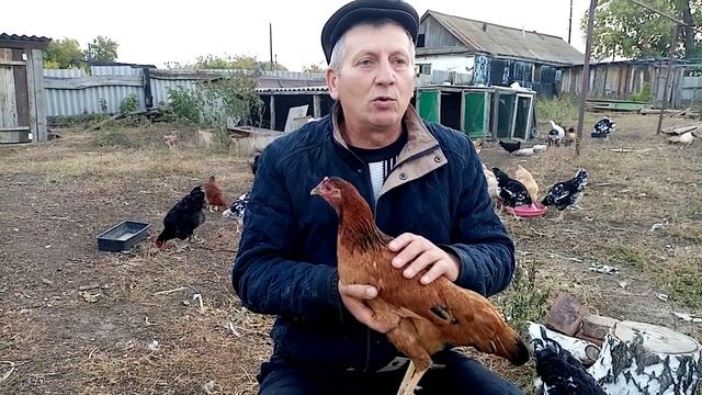 Синь синь дянь рыжая, отвечаю на вопрос подписчика.