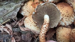 Чешуйчатка обыкновенная (Pholiota squarrosa)