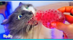 Go kitty go meme [Киса Алиса] мэджик петс??