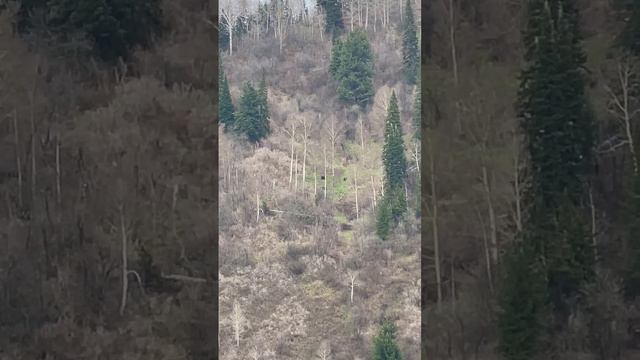 В районе п. Карчит в Мысках видели медведей.
Видео Регион 42.