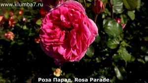 РОЗЫ, пышные цветки с большим количеством лепестков. Очень долго держатся на кусте и в срезке.