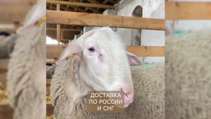Овцы и бараны породы Лакон. Компания Эльстадо - доставка племенных животных из Европы! Овцеводство!