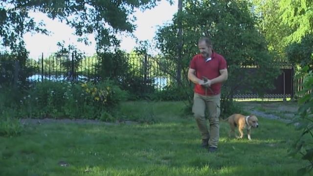 [Усложняем задачу] Отучаем амстаффа Рика ПОДБИРАТЬ с земли смотреть онлайн