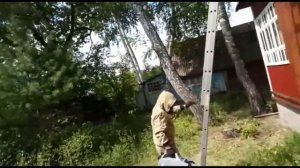 Уничтожение осиного гнезда.Осы- механический переносчик инфекций