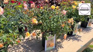 Rose Flower Carpet® Amber (Ground Cover Rose) / Sweetly Scented, Disease Resistant & Easy to Grow