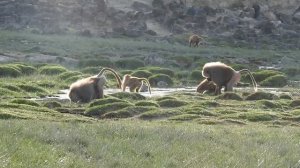 Hamadryas Baboons Families