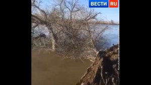 Удивительное рядом, могучее дерево уходит под воду за несколько секунд