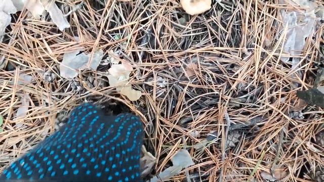 Много серой рядовки в сосновом лесу поздней осенью. Сбор зеленушки, рыжиков,  маслят и других грибо смотреть онлайн