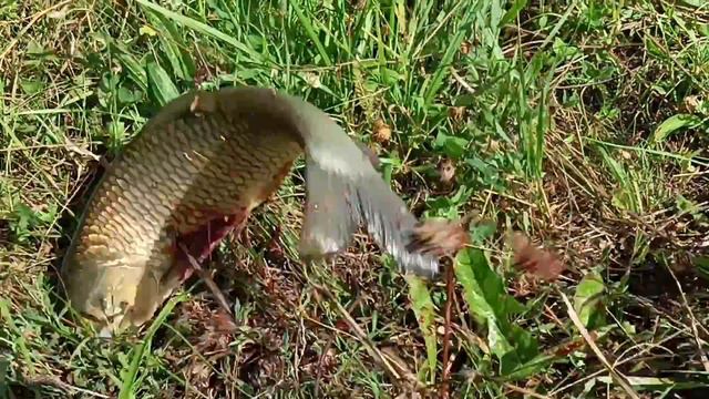 Охота с рогаткой 2023.рыбалка в Августе. смотреть онлайн