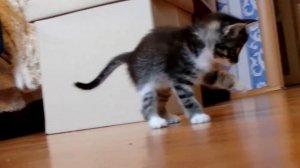 Котенок играет c мячиком. Котенок Ватсон. Принесли котенка с улицы. Котенок смешно играет.