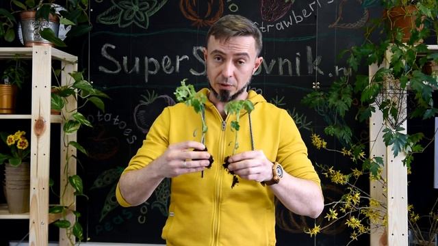Пересадка, перевалка и пикировка: чем отличаются эти понятия
