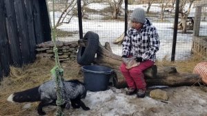 Чернобурые лисы в приюте для животных Paite Loomapark