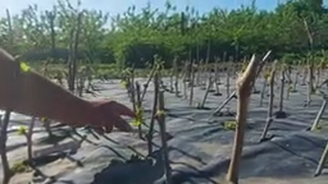 Химическая обработка виноградника. Нормирование персик/нектарин. смотреть онлайн