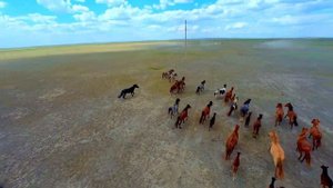 Кони в казахских степях