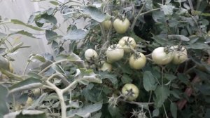 Томат помидор Джина. обзор,как вырашивать,вкус, 2021 год