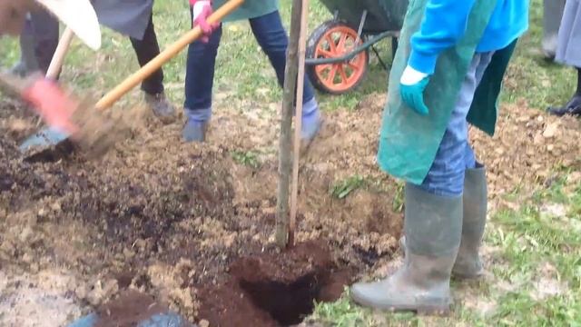 Tree Planting (Sorbus aucuparia) смотреть онлайн