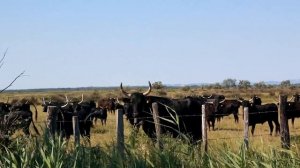 Путешествие по Франции - Франция отдых (Camargue, France)