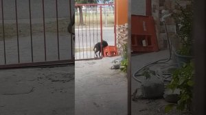 Умный пес придумал, как открыть ворота