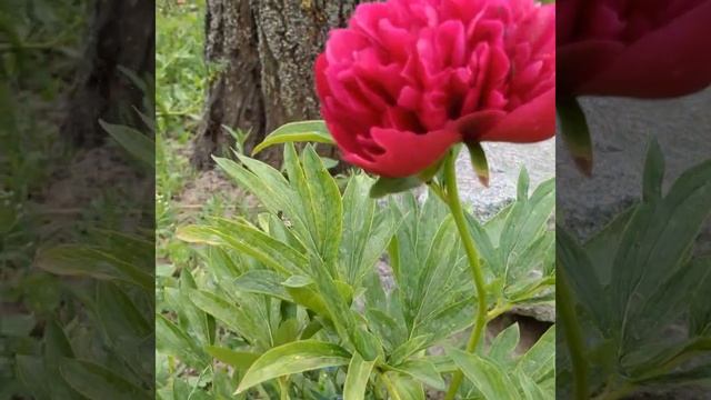 Півонія Рубра Плена  ( Paeonia Rubra Plena )  #ПівоніяРубраПлена #PaeoniaRubraPlena