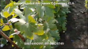 наши саженцы винограда