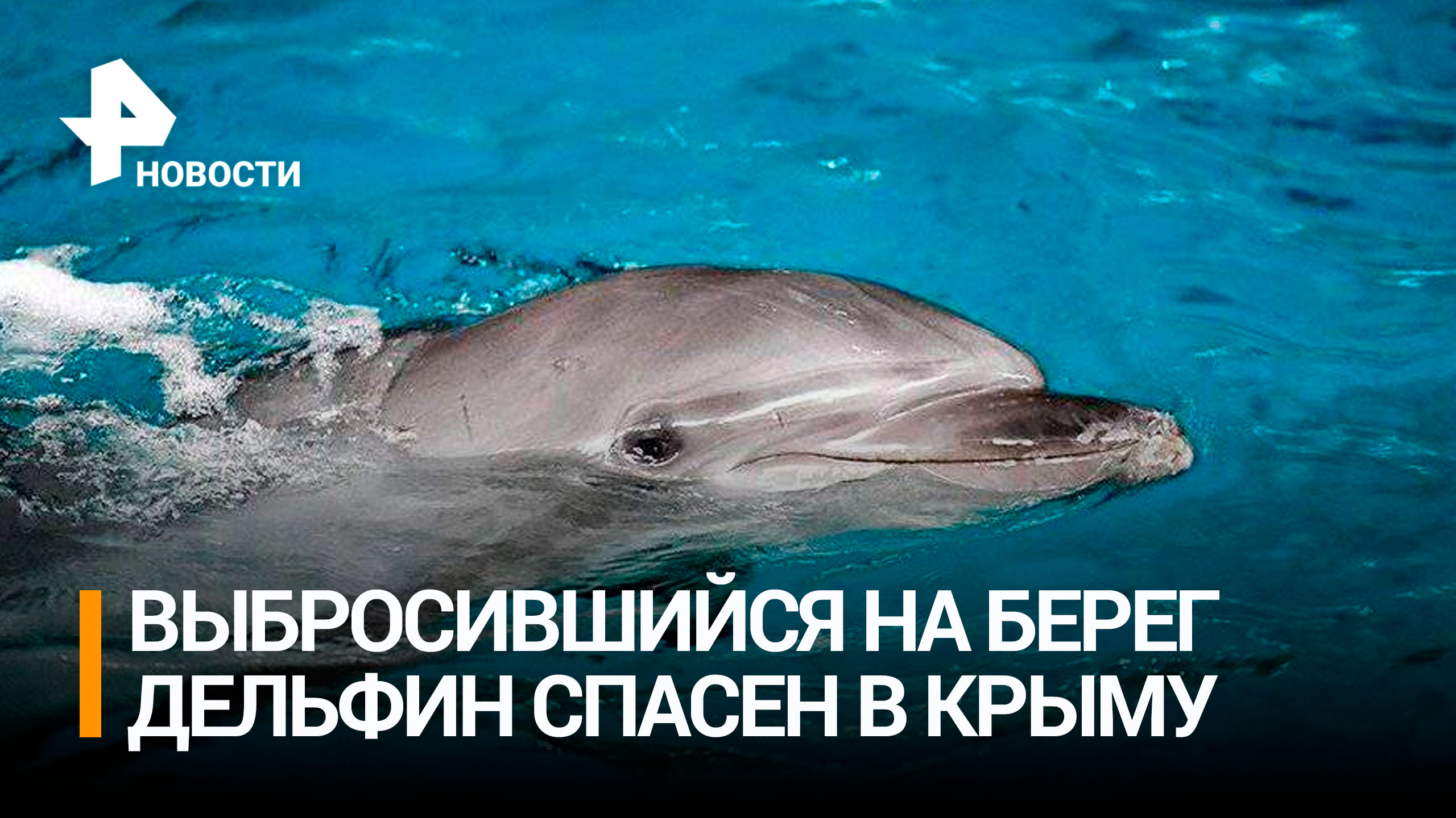 Дельфина, который выбросился на берег Крыма, удалось эвакуировать в бассейн / РЕН Новости