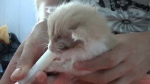 Найдёныш  Большая жизнь маленького котенка  Персея.  Foundling. The big life of a small kitten