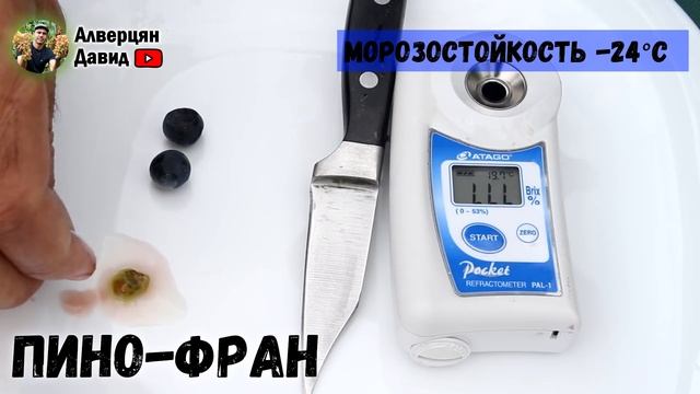 ?Обзор технических сортов винограда -  измерение уровня сахара.?