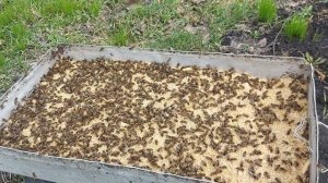 Наши подопечные на поилке с минералами.