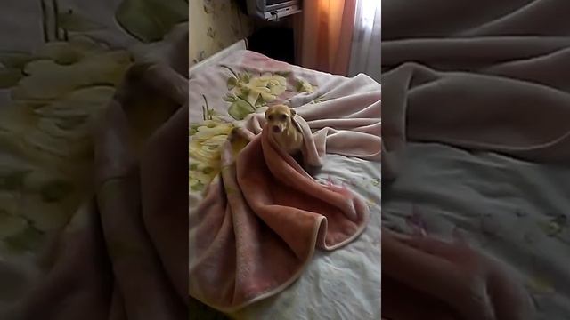 Русский той терьер Наглый пес смотреть онлайн