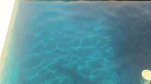 Малахит синий или Метиленовая синь,(зеленый) лечения рыбы, малька форели данным лекарством.