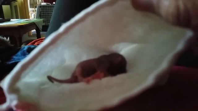 Eichhörnchen Luis смотреть онлайн