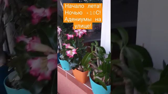 Ночью +10С!           Адениумы на улице!