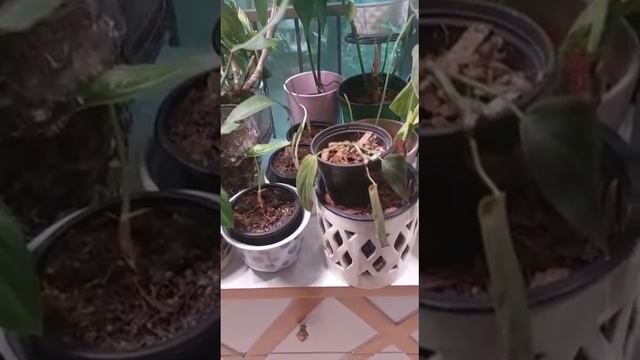 temperature 🌡️ for indoor plants tropical type