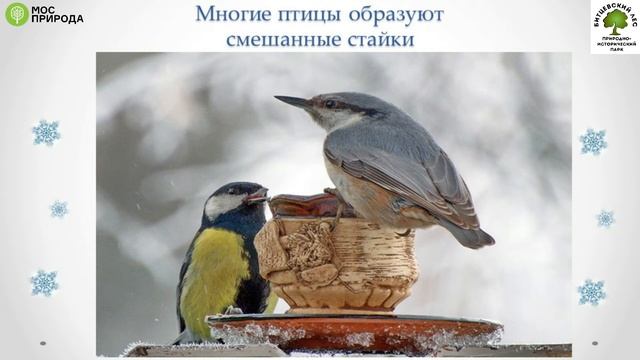 Лекция "Что происходит в природе зимой?" смотреть онлайн